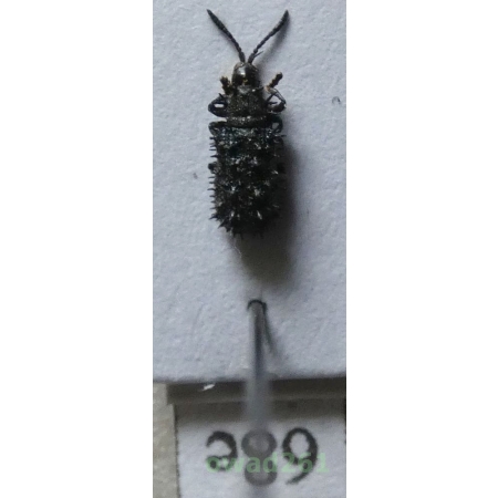 Hispinae sp. Gyllenhal, 1813 Philippines68e